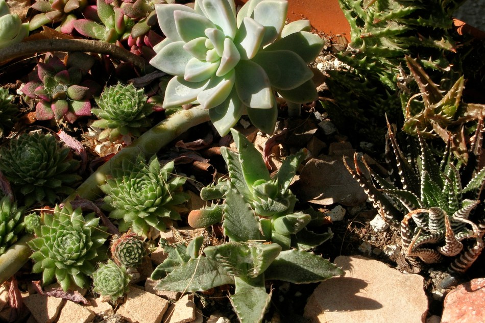 Mary Oliver & Gerard Manley&nbsp;Hopkins